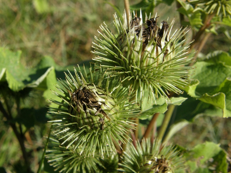 Image of Arctium lappa specimen.