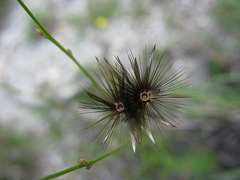 Image of Crupina vulgaris specimen.