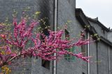 genus Cercis. Ветвь цветущего дерева. Южный Китай, окр. г. Феньхуан (Fenghuang, 凤凰县), рядом с Южной Китайской стеной. Апрель 2015 г.