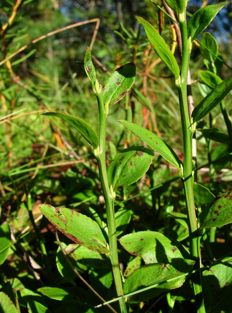 Изображение особи Vaccinium myrtillus.