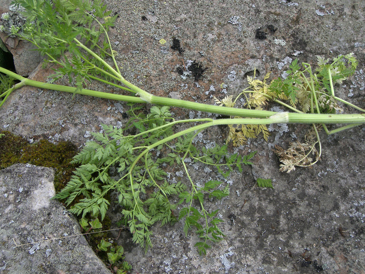 Изображение особи Anthriscus velutina.