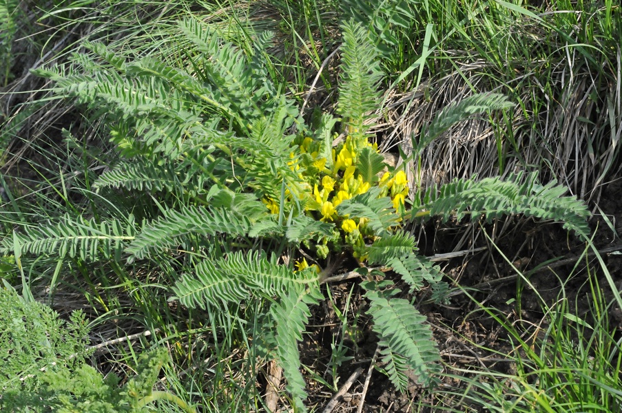 Image of Astragalus chlorodontus specimen.