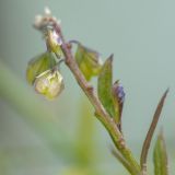 Polygala amarella. Верхушка побега с плодами. Ленинградская обл., Гатчинский р-н, окр. пос. Пудость, луг на травертине на берегу р. Ижора. 14.06.2015.