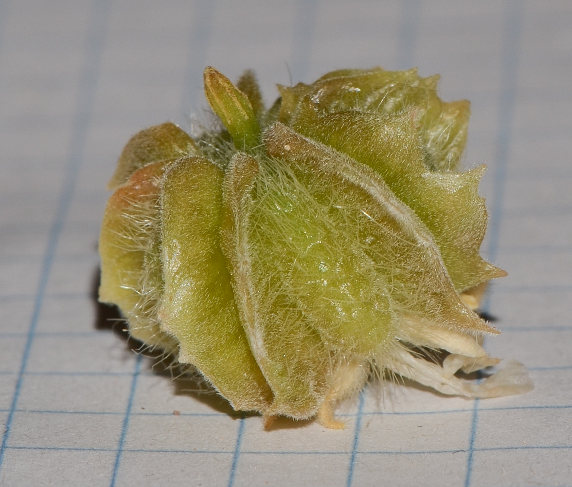 Image of Tribulus macropterus specimen.