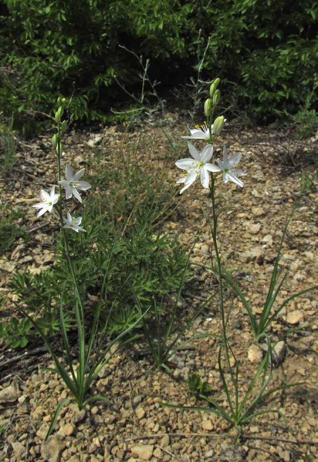 Image of Anthericum liliago specimen.