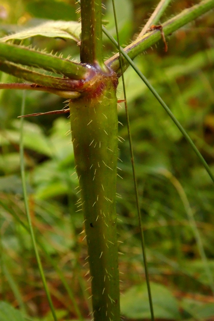 Image of Galeopsis tetrahit specimen.