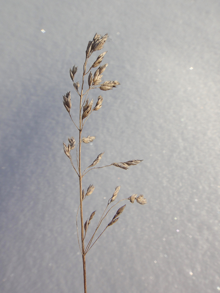 Image of genus Poa specimen.