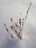 Linaria vulgaris. Верхушки прошлогодних высохших плодоносящих растений. Иркутская обл., Иркутский р-н, дер. Позднякова, луг. 31.01.2015.