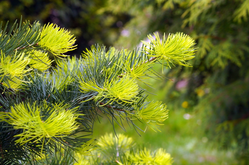 Image of Abies concolor specimen.