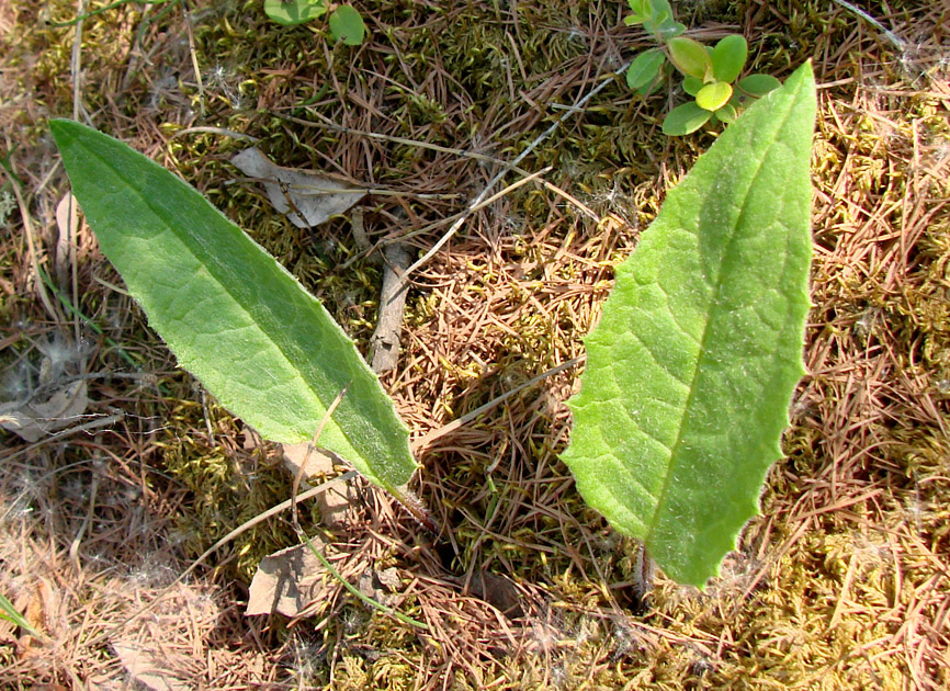 Image of genus Saussurea specimen.