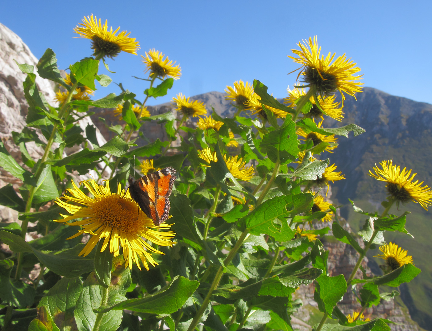 Image of Inula grandiflora specimen.