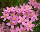 Centaurium erythraea