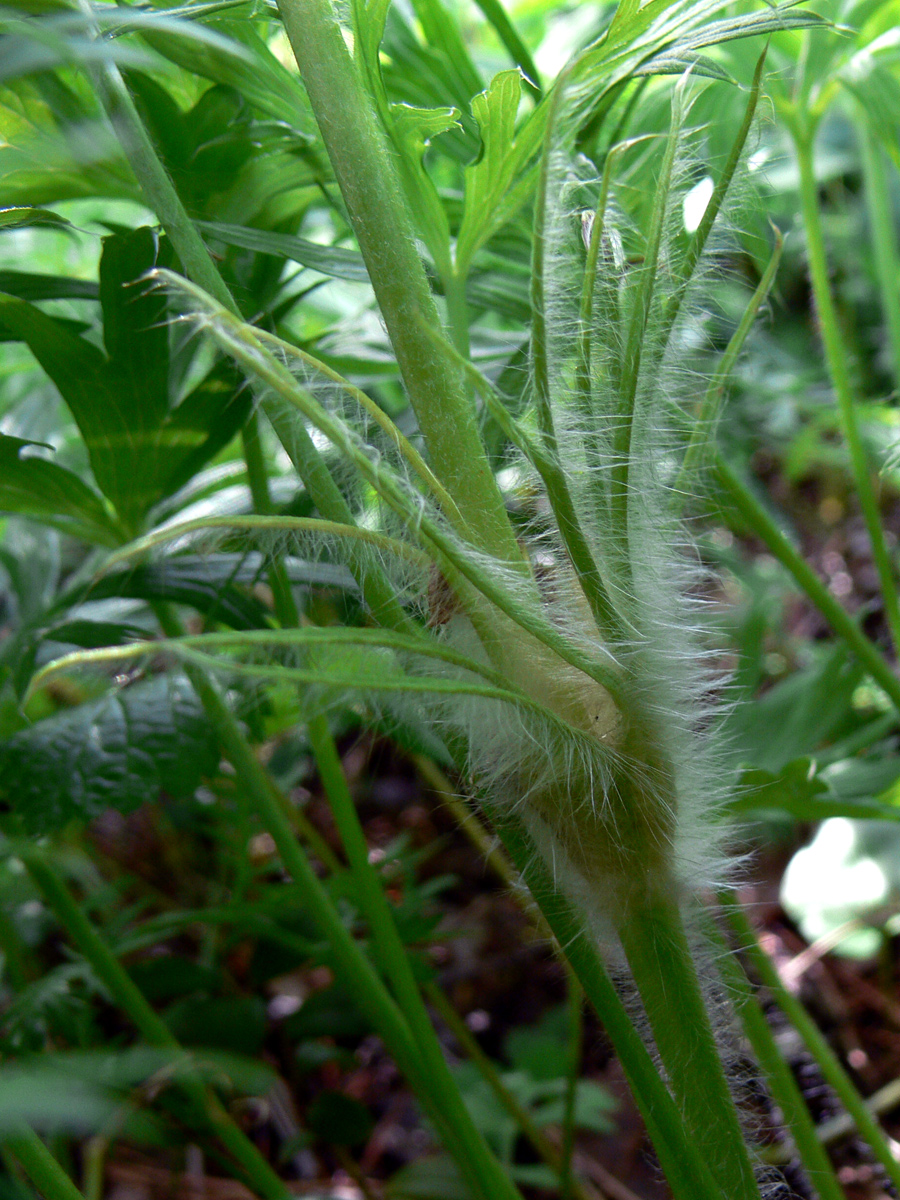 Изображение особи Pulsatilla uralensis.