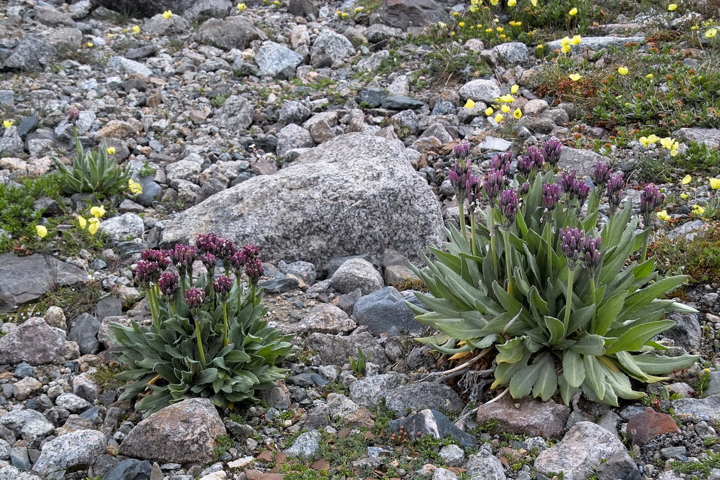 Image of Primula nivalis specimen.