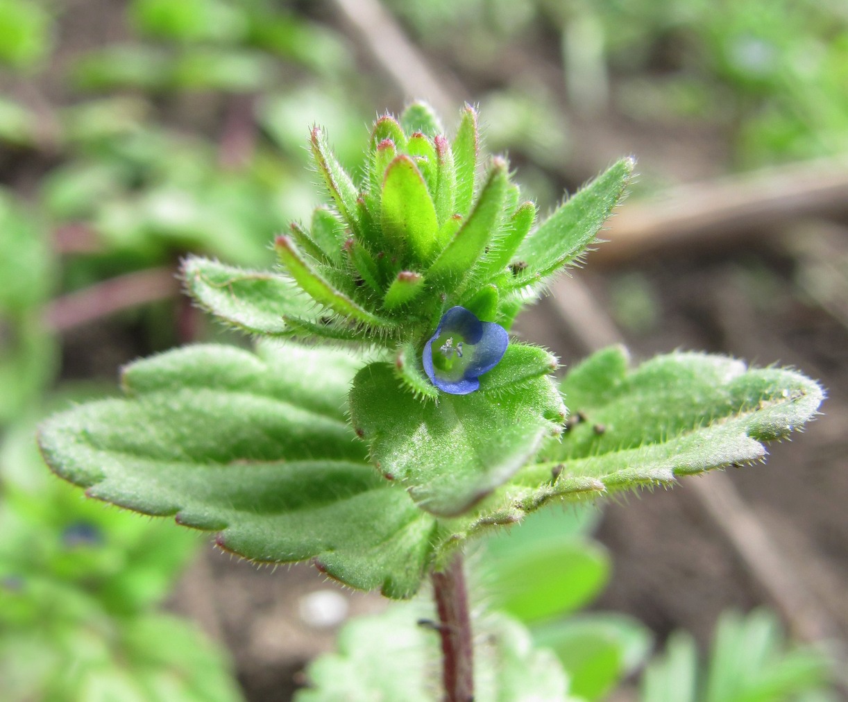 Image of Veronica arvensis specimen.