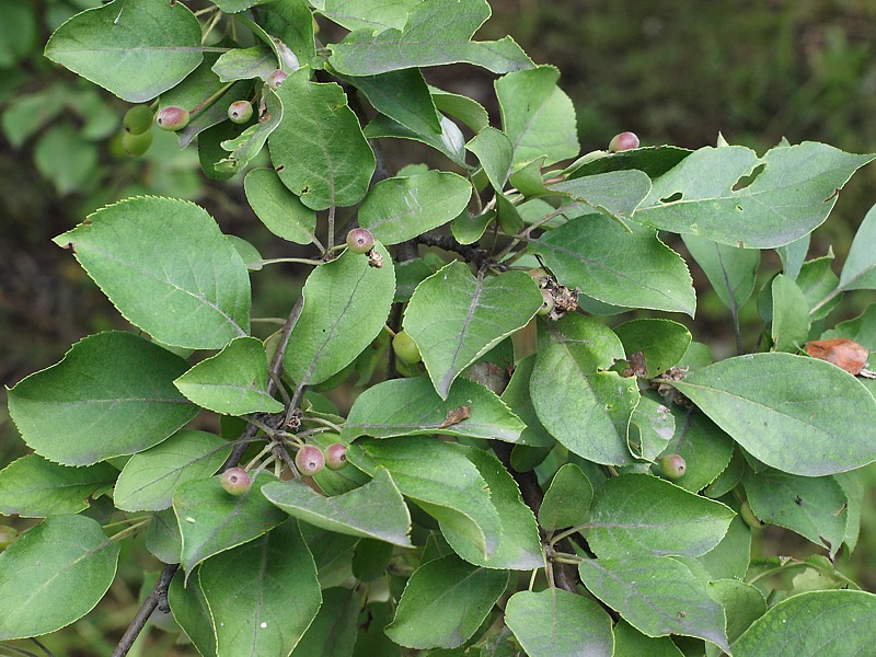 Image of Malus mandshurica specimen.