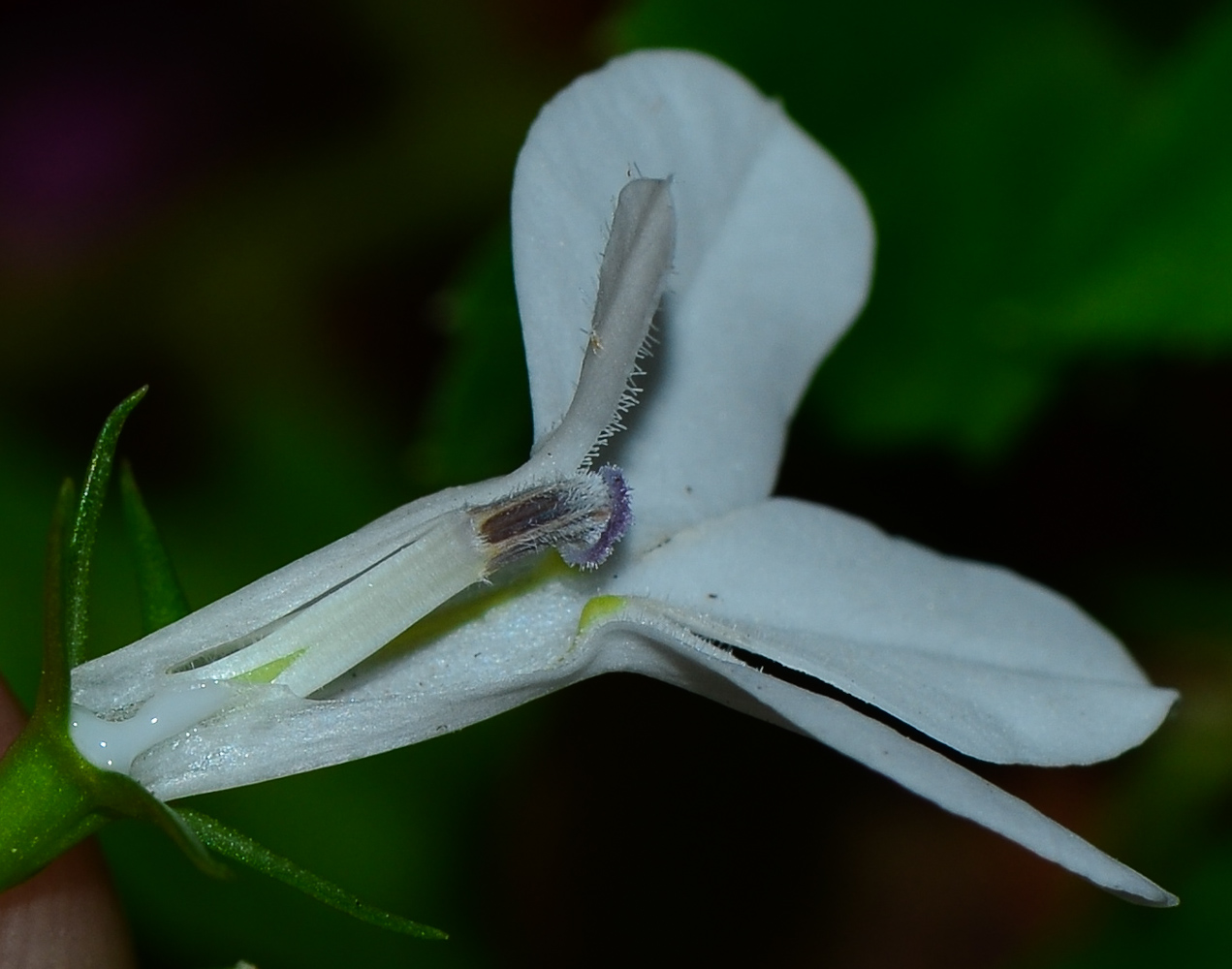 Image of Lobelia erinus specimen.