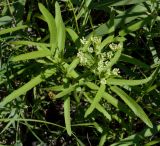 Sium latifolium