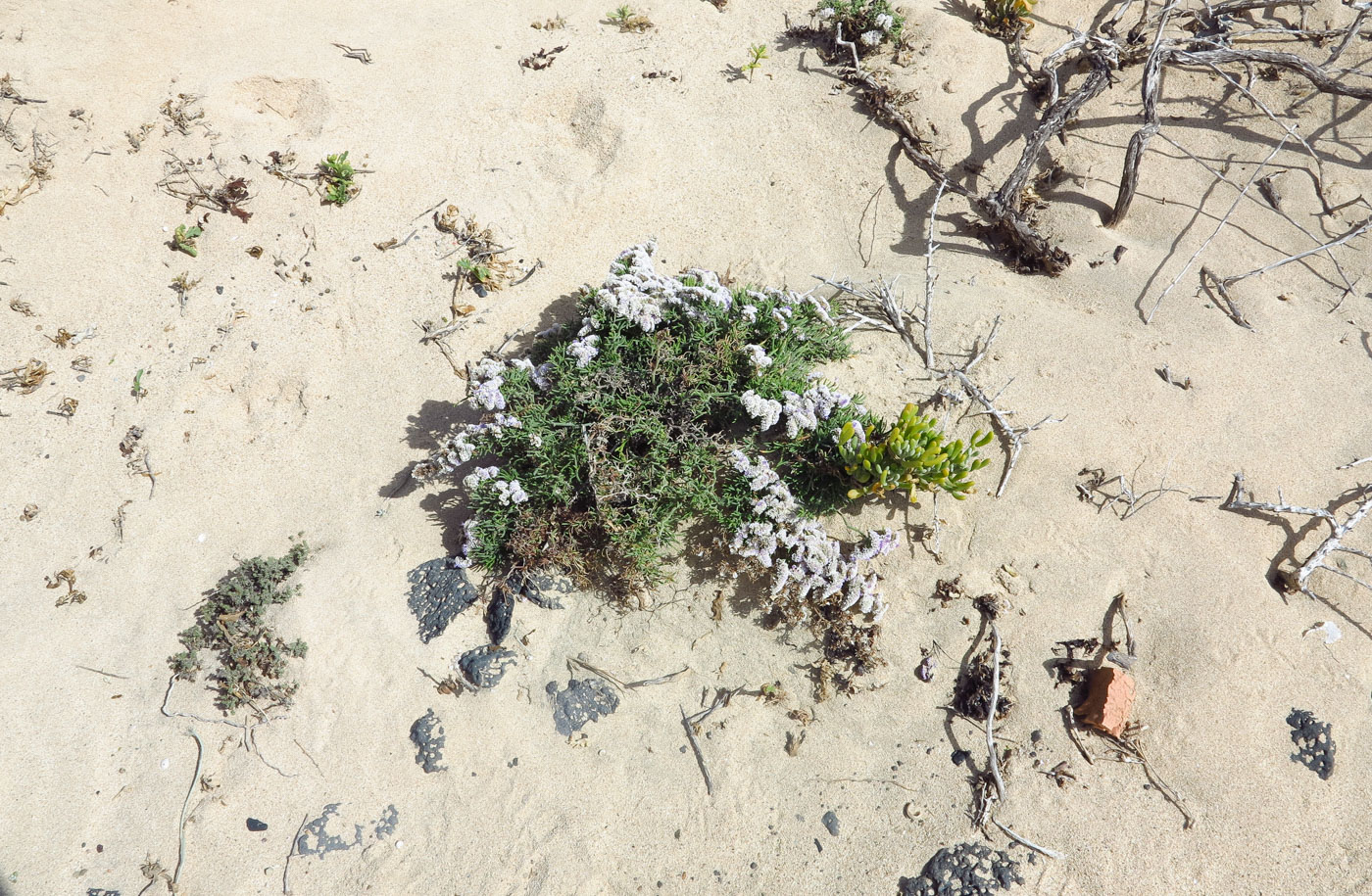 Изображение особи Limonium papillatum.