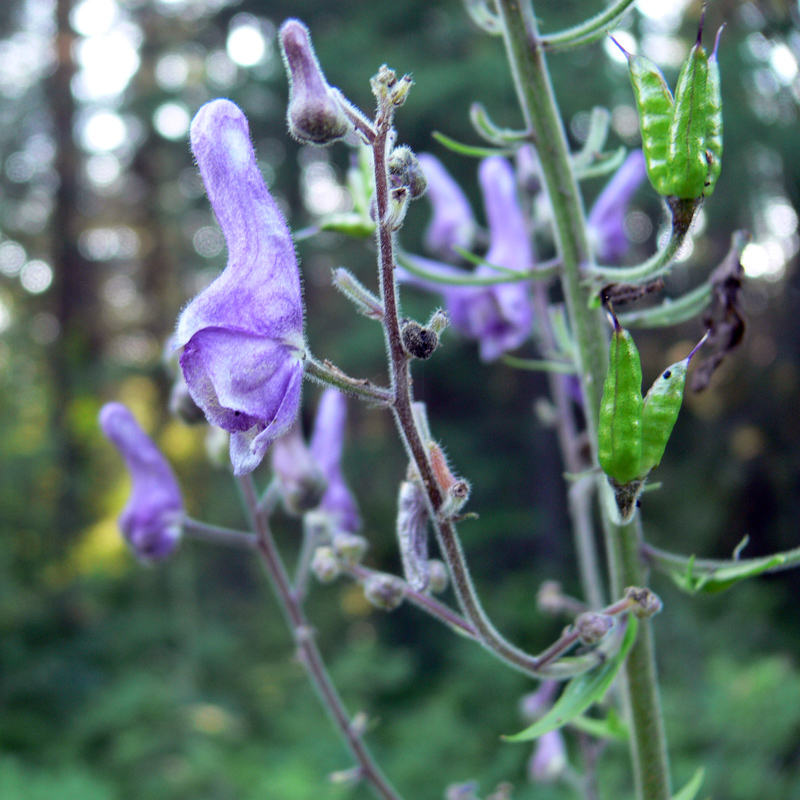 Изображение особи Aconitum septentrionale.