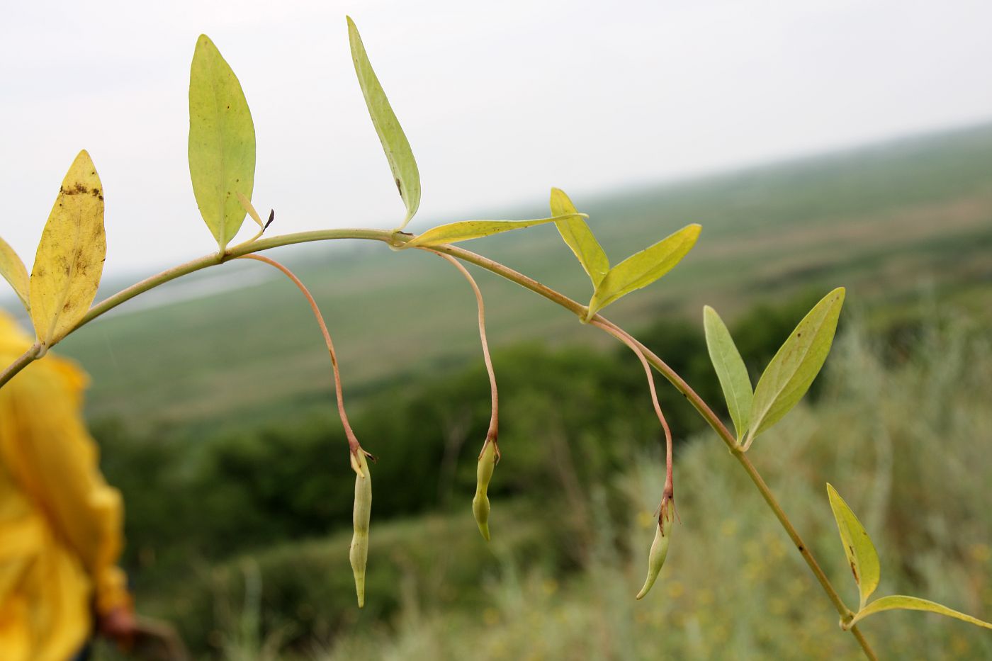 Image of Vinca herbacea specimen.