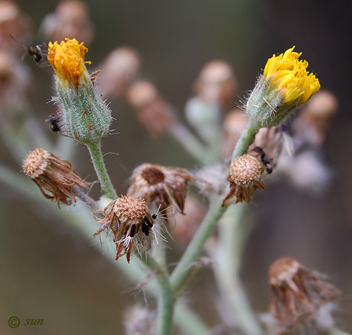 Изображение особи Pilosella echioides.