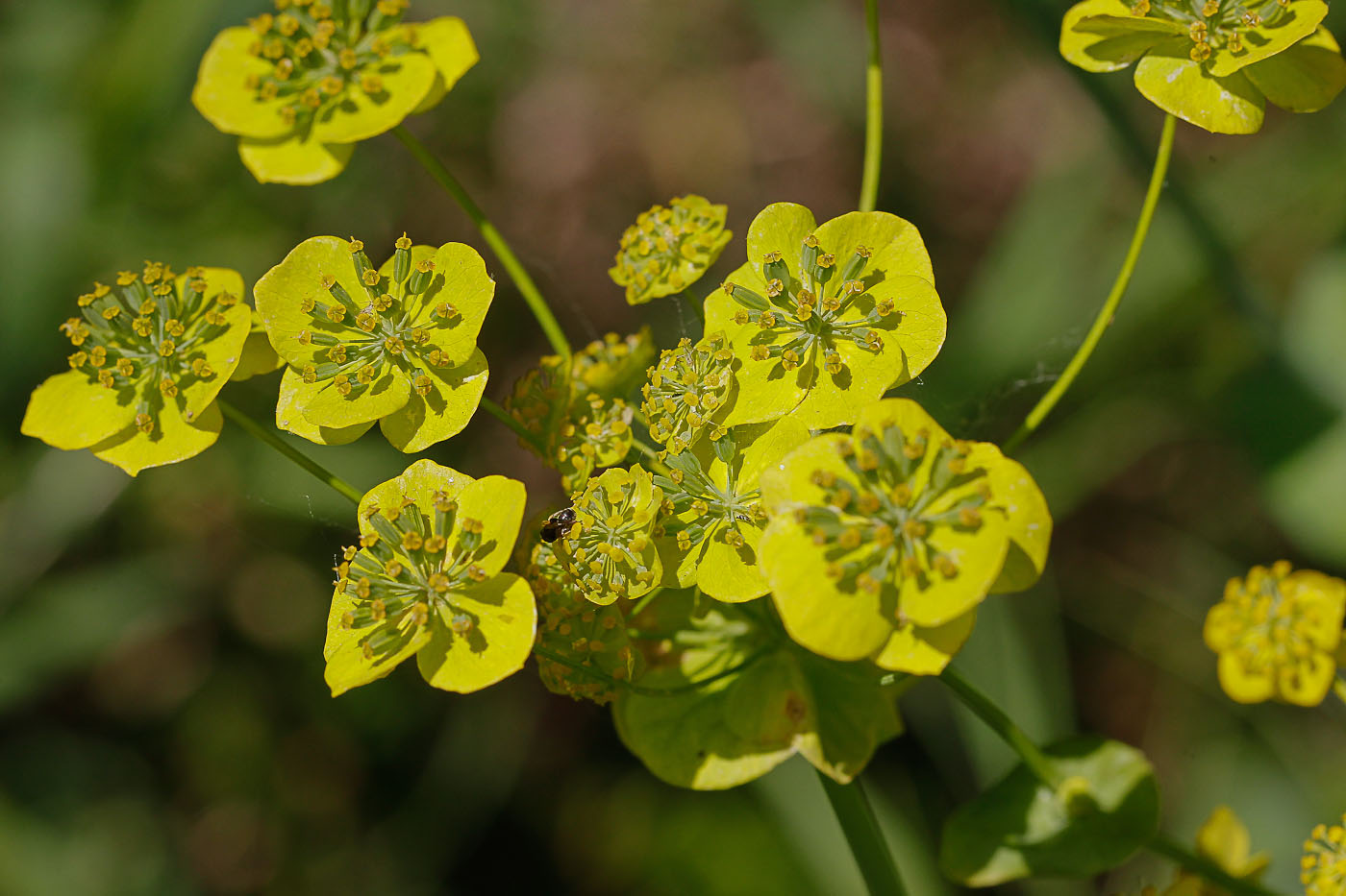 Image of Bupleurum longifolium ssp. aureum specimen.