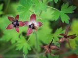 Geranium bohemicum. Плоды с остающимися после окончания цветения чашелистиками. Пермский край, Оханский р-н, Тулумбаихинское сельское поселение, Кунчурихинский бор, обочина лесной дороги. 03.09.2016.