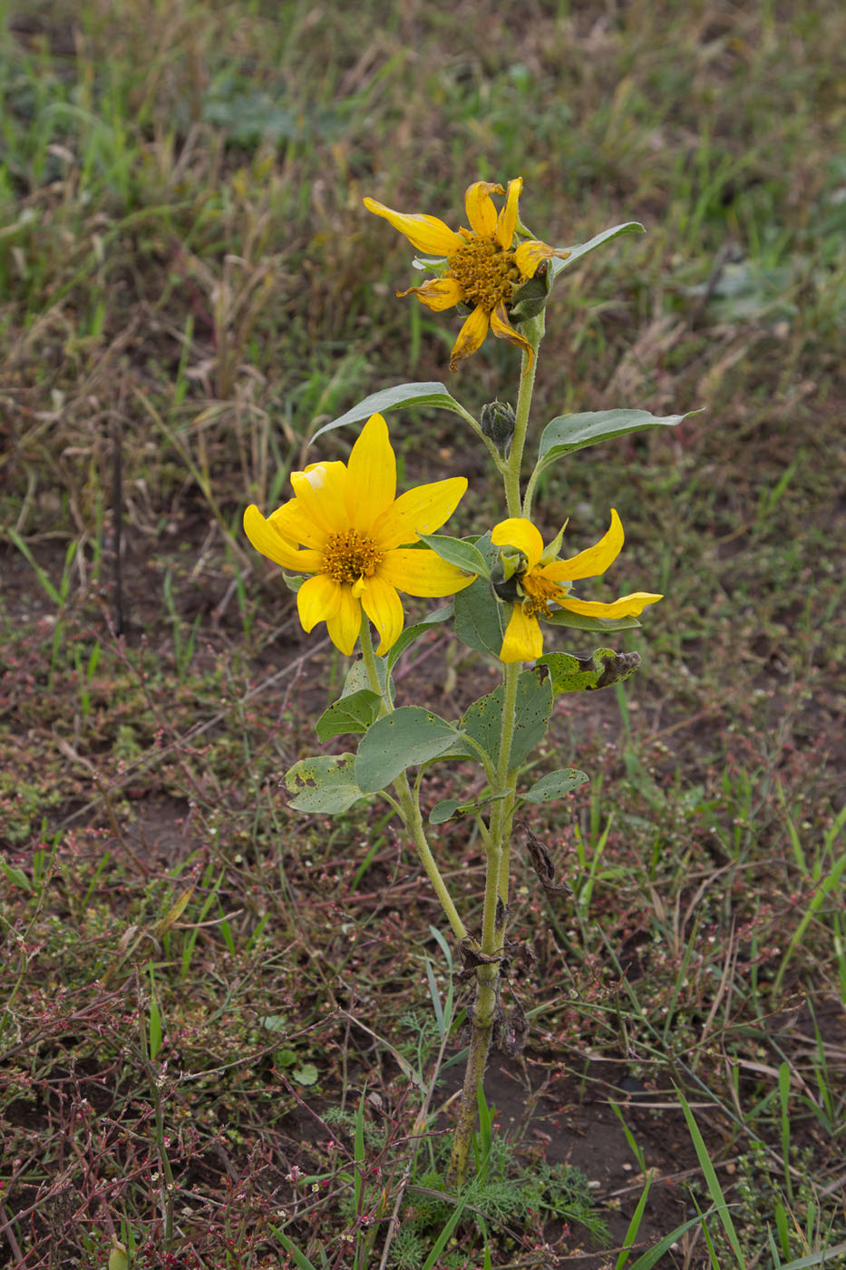 Image of Helianthus annuus specimen.