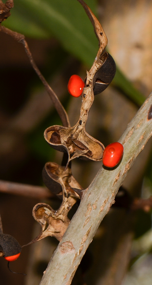 Изображение особи Erythrina corallodendron.