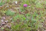 Trifolium medium. Цветущее растение (на заднем плане цветущая Dianthus borussicus). Ленинградская обл., Лужский р-н, 136 км шоссе М-20, сухой замшелый луг на откосе у автодороги. 02.07.2016.