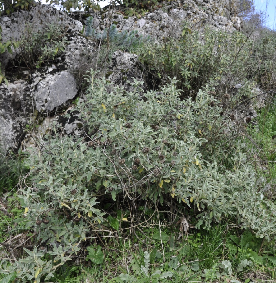 Image of Phlomis fruticosa specimen.