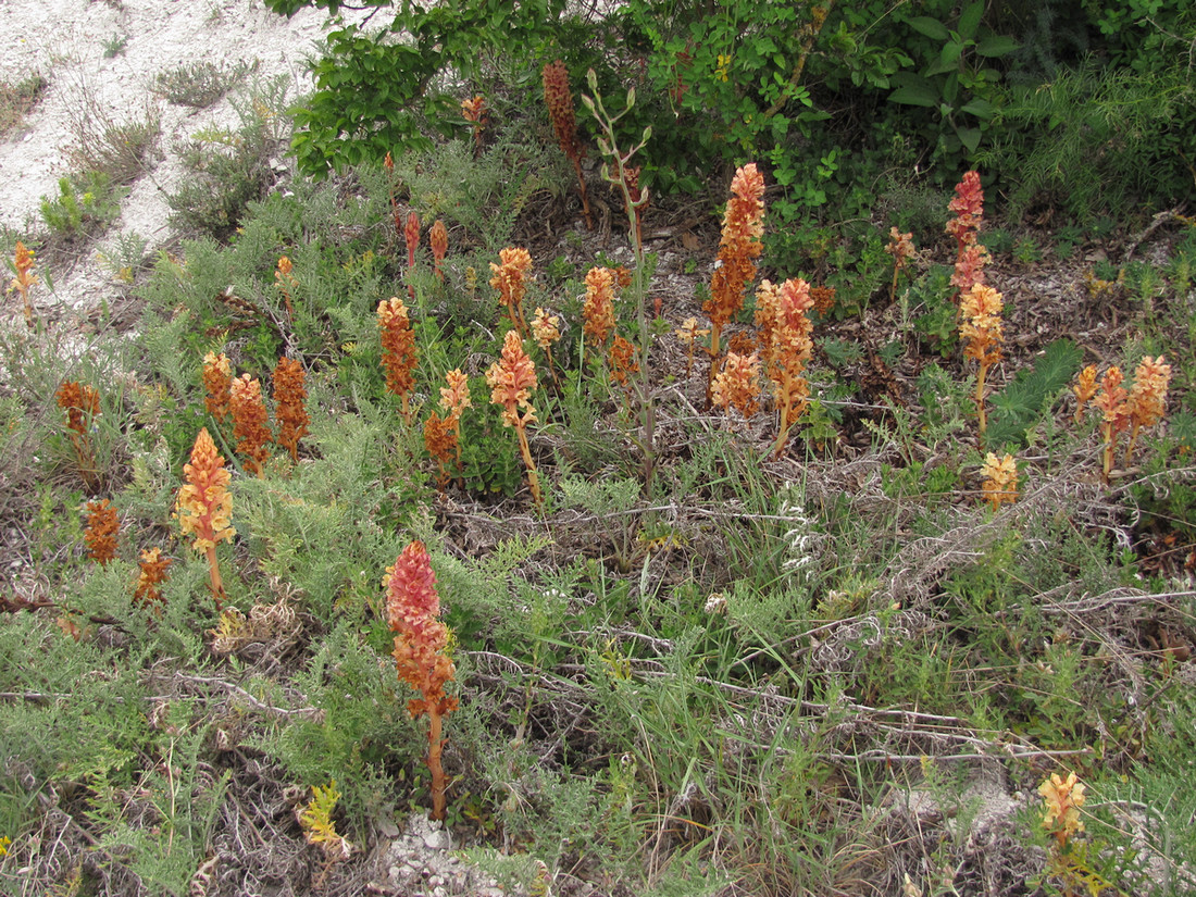 Изображение особи Orobanche centaurina.