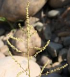 Chenopodium acuminatum. Часть соцветия. Хакасия, окр. с. Аршаново, на обочине дороги через барханы. 23.07.2016.