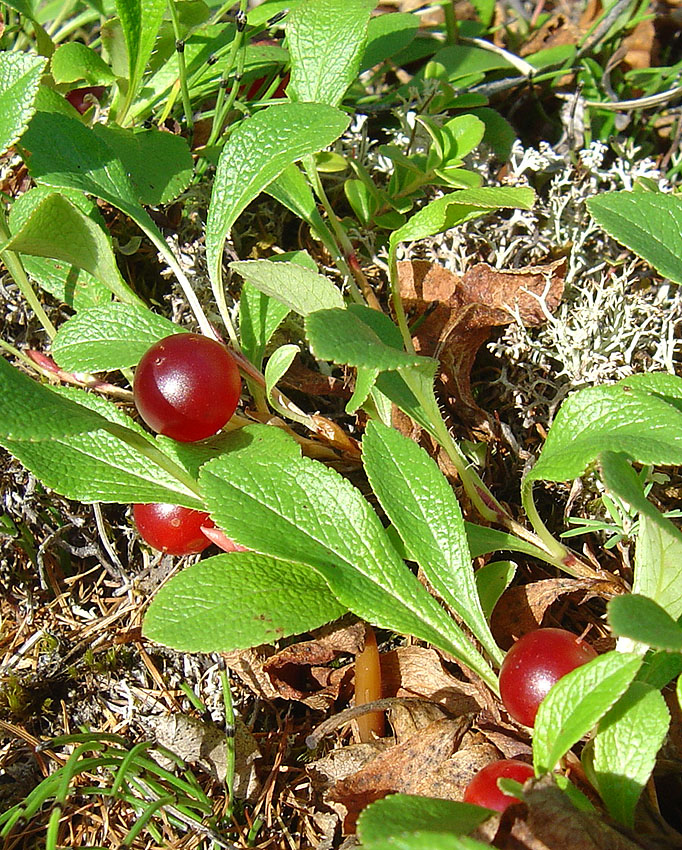 Image of Arctous erythrocarpa specimen.