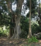 Ficus obliqua. Нижняя часть дерева с укоренившимися придаточными корнями. Израиль, Шарон, пос. Кфар Монаш, ботанический сад \"Хават Ганой\". 01.11.2015.