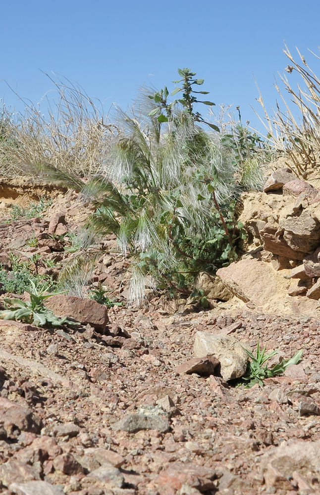 Image of Stipagrostis hirtigluma specimen.