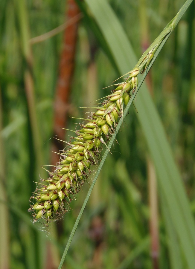 Изображение особи Carex riparia.