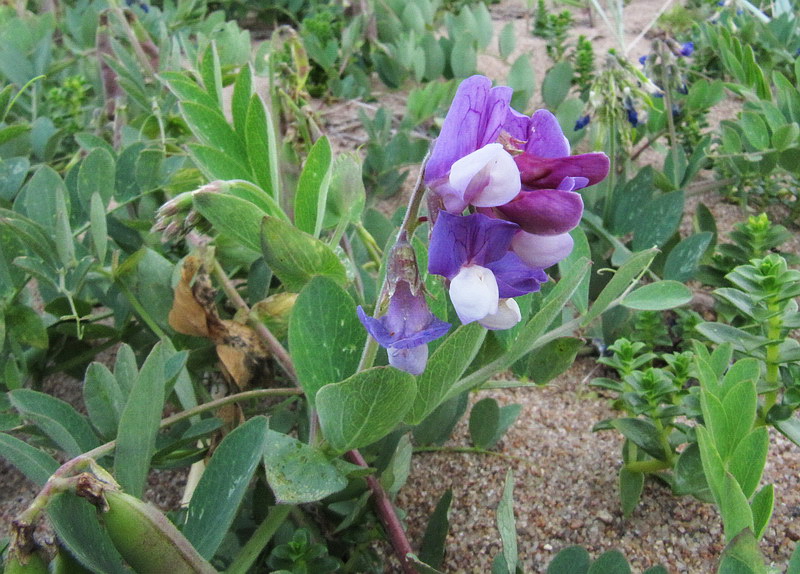 Изображение особи Lathyrus japonicus ssp. maritimus.