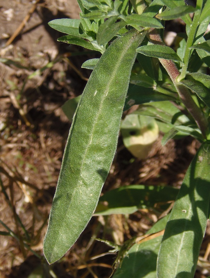 Image of Berteroa incana specimen.