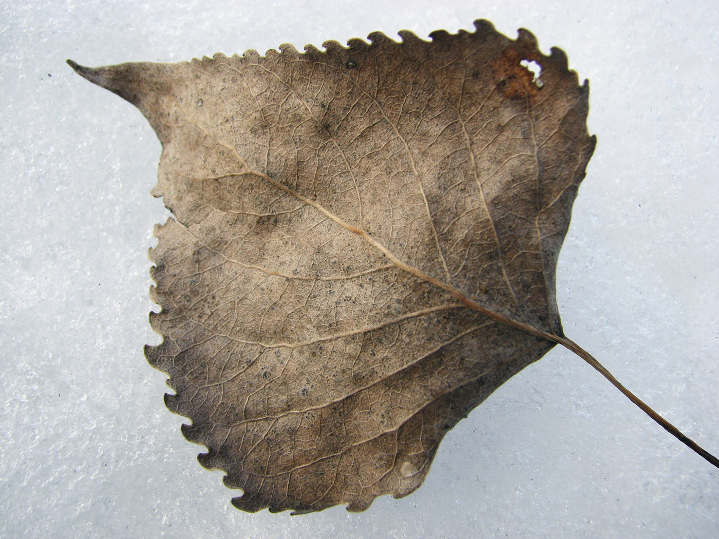 Image of Populus &times; canadensis specimen.