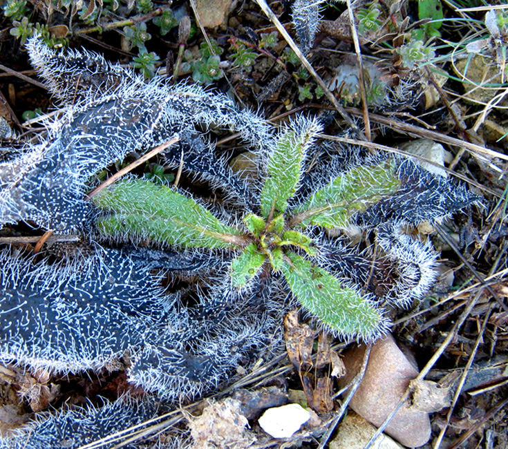 Изображение особи Echium vulgare.