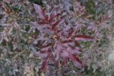 Mahonia aquifolium