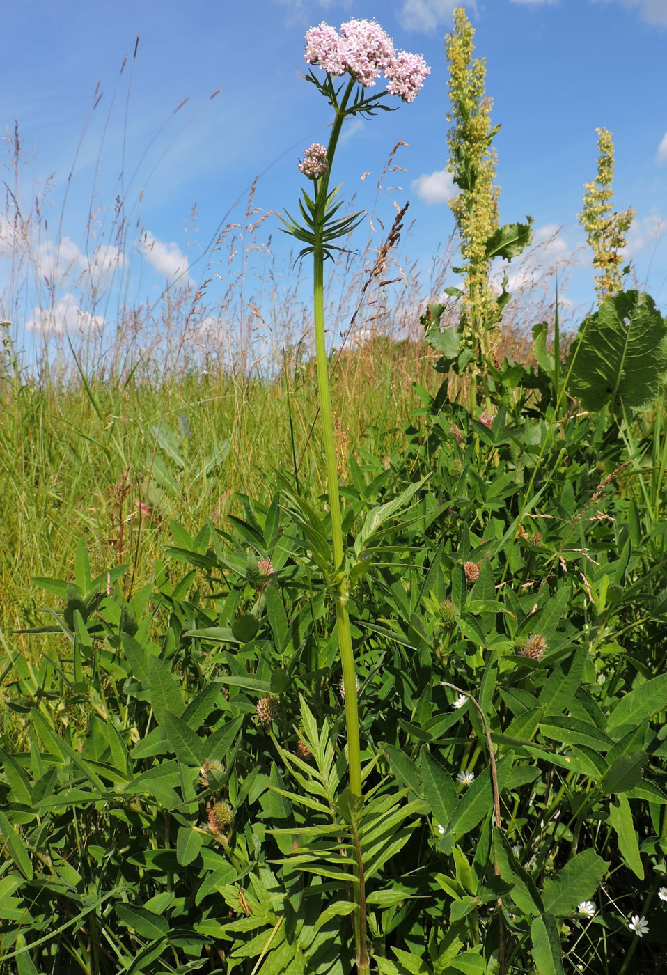 Image of genus Valeriana specimen.