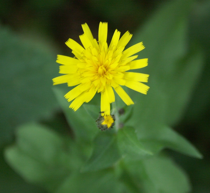 Изображение особи Hieracium sabaudum.