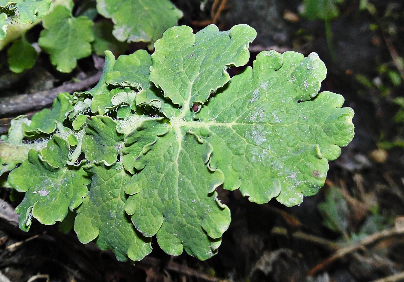 Изображение особи Chelidonium majus.