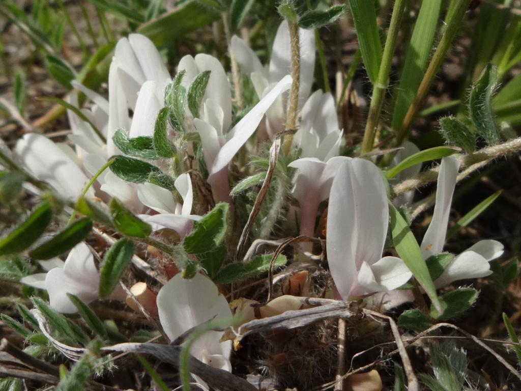 Image of Astragalus dolichophyllus specimen.