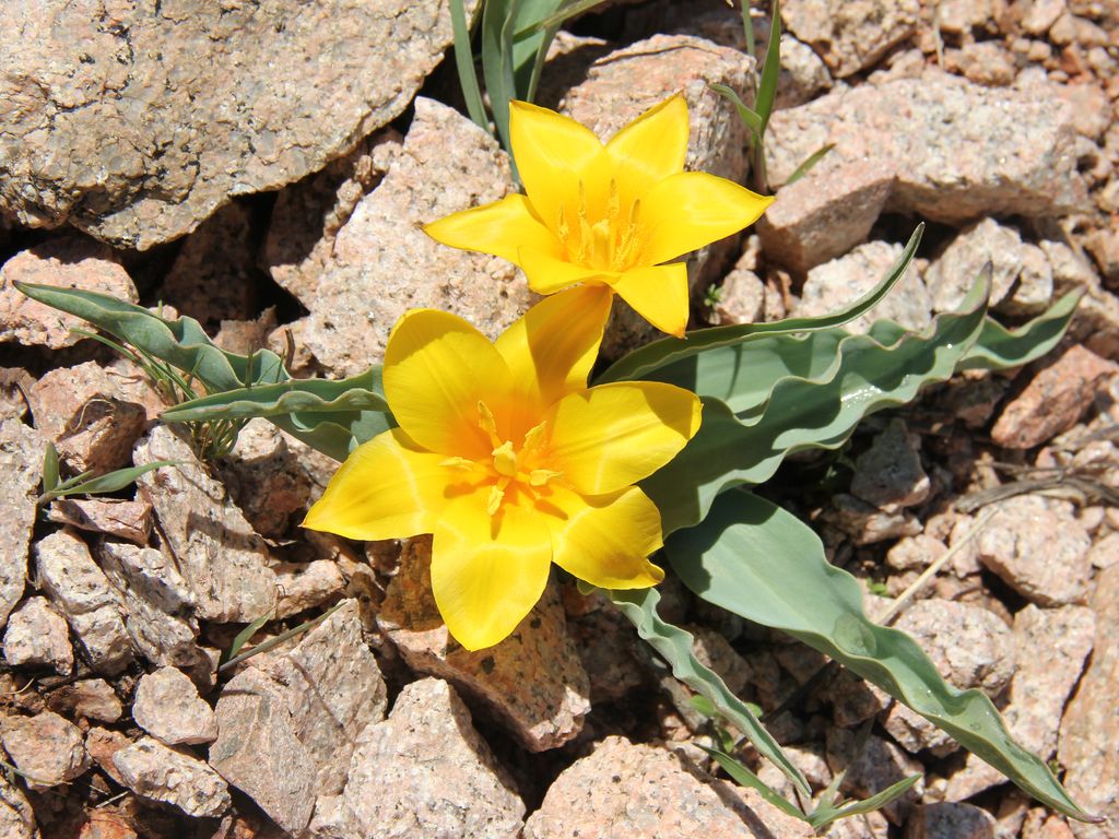 Изображение особи Tulipa dubia.