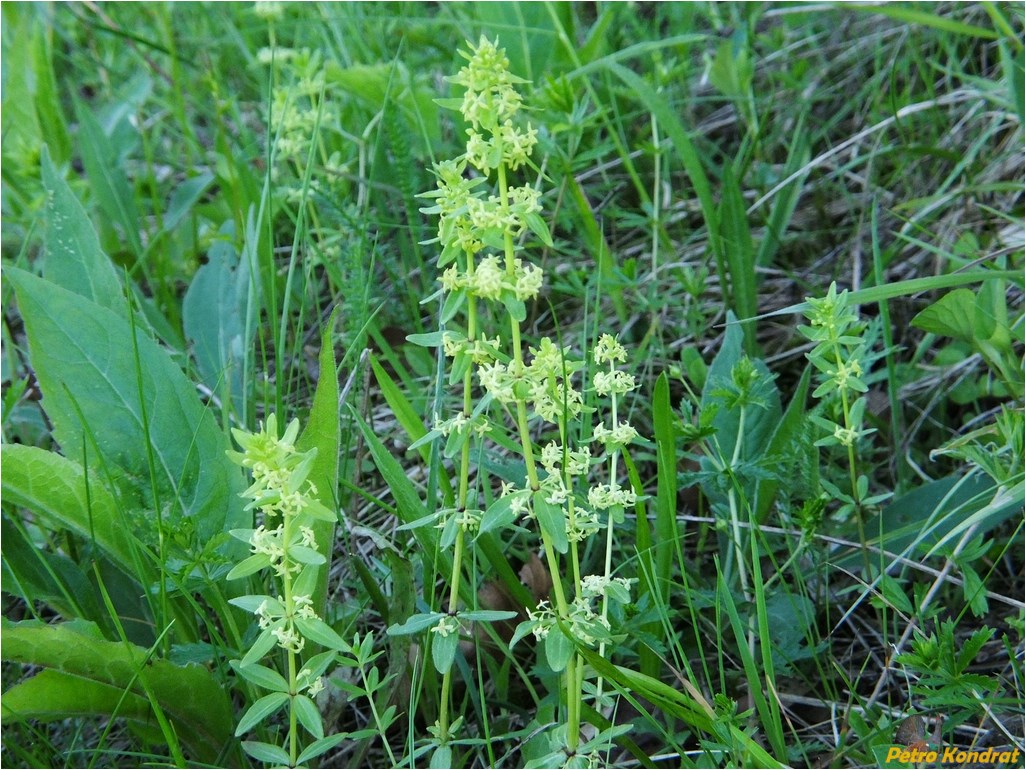 Изображение особи Cruciata glabra.