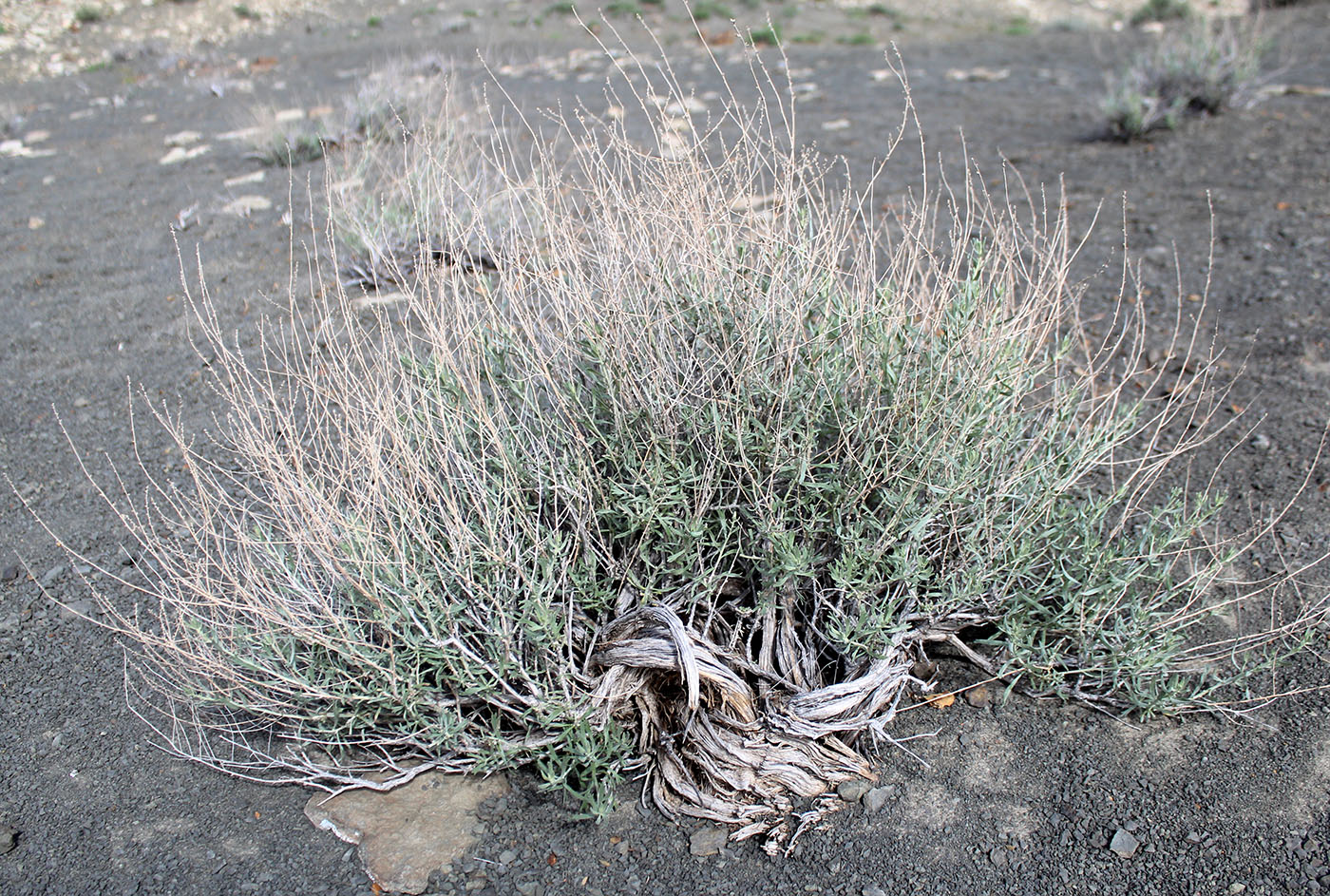 Полынь сероземная (Artemisia terraealbae)